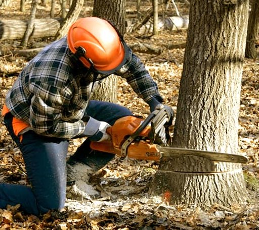 Tree Removal in Olympia, KY